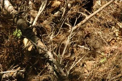 Sur cette photo, que vous allez agrandir, vous avez vraiment intérêt à avoir un oeil de lynx, que voyez-vous ?