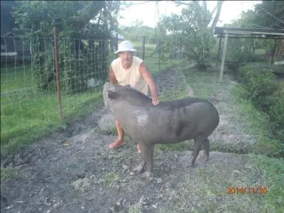 Plusieurs espèces de cet animal vivent en Amérique, une autre vit en Asie, qui est-il ?