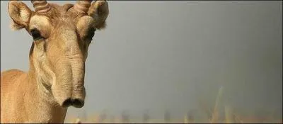 Etrange dites-vous ? Il est vrai que cet animal a une drôle de tête, pourtant il est tout à fait réel, où pouvez-vous le rencontrer ?