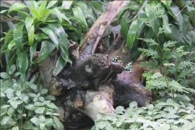 Que voyez-vous sur la photo, en l'agrandissant ?