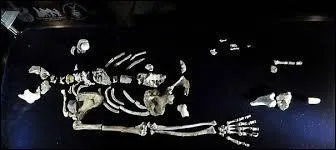 L'os de la cuisse est le plus long du corps humain ?