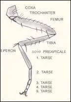 Pierre Perret chantait "On l'appelle cuisse de mouche, fleur de banlieue, sa taille est plus mince que... Que quoi donc ?