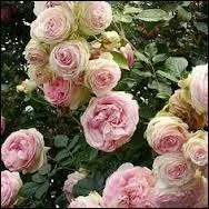 Il existe, dans la langue française, une couleur qui porte un nom de cuisse, laquelle ?