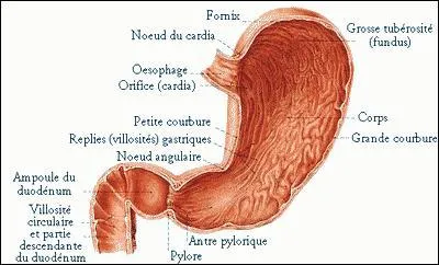 Céline Amaudruz, présidente de l'UDC genevoise, a annoncé : «Monsieur Maudet vomit sur l'UDC depuis beaucoup de temps : ça, c'était dur à faire avaler.»
Quel est le pH moyen du suc gastrique ?