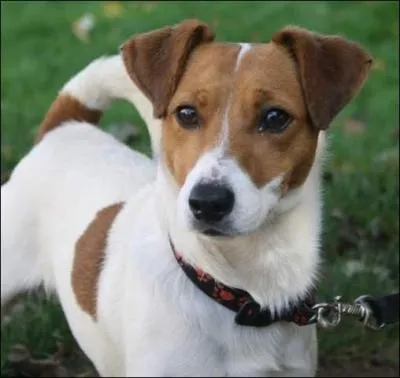 Georges Jourdain, chef de la police de Peseux, une commune neuchâteloise, a déclaré : «Les crottes de chien sont, il est vrai, légion. Notre directeur a pris les choses en main.»
À quelle race appartient ce chien ?