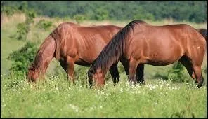 Lorsque tu amènes un cheval au pré :