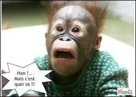 J'aime les courgettes, ... pas les haricots.