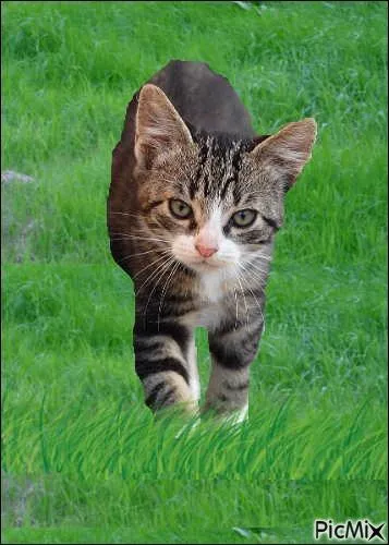 Comment Plume de Faucon meurt-il ?