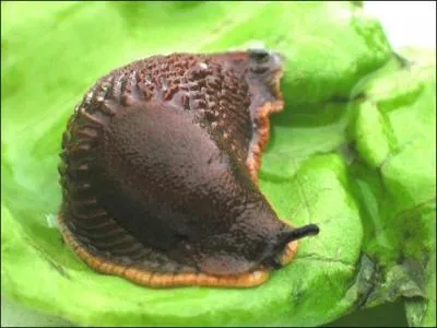 Quelle heure est-il 7 heures avant minuit ?