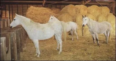 Quels sont ces logements pour chevaux ?