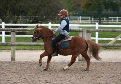 Que fait ce poney ?