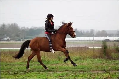 Comment dit-on quand le cavalier monte sans selle ?