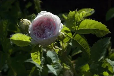 Donc, le/la "cuisse de nymphe émue" désigne bien quelque chose de précis : mais quoi, au juste ?