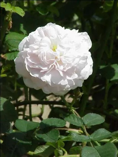 Parmi les nombreuses variétés de « Rosa x alba » (le "x" désignant un hybride), celle qui a donné la rose blanche d'York existe toujours à l'état sauvage : où donc ?