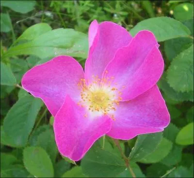Voici une délicate mais très rustique rose de Provins (« Rosa Gallica ») : quelle est son origine ?