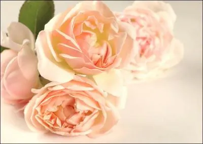 Littérature > « Richesse et savoir sont comme rose et narcisse qui ne sauraient fleurir ensemble » : qui a fait fleurir cette pensée ?