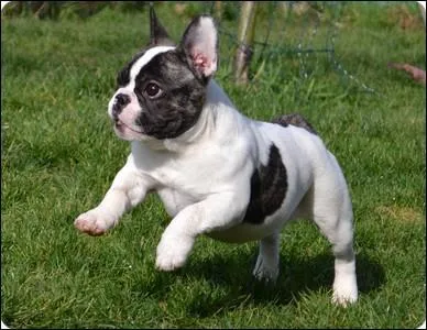 Comment s'appelle ce chien ?