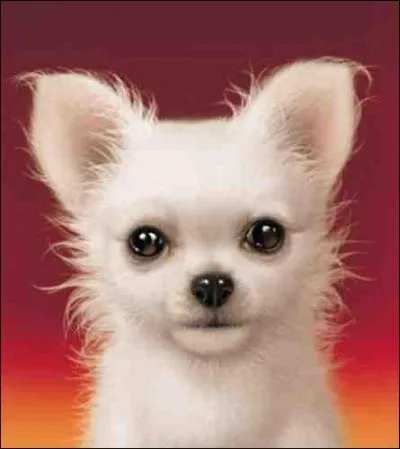 Comment s'appelle ce chien ?