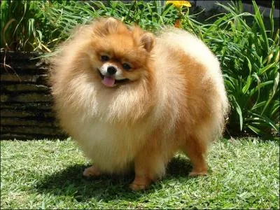 Comment s'appelle ce chien ?