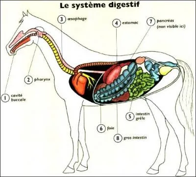 La digestion - Pendant combien de temps la nourriture reste-t-elle dans l'estomac ?