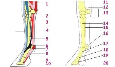 Les tendons et les ligaments - Quels numéros correspondent aux parties suivantes : 
- Perforant ?
- Anneau du perforé ?
- Ligament suspenseur du boulet ?
- Insertion du perforant ?
- Insertion du perforé ?
- Bride de raccordement du suspenseur à l'extenseur antérieur des phalanges ?