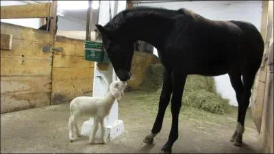 Communiquer - Combien d'axes le cheval possède-t-il ?