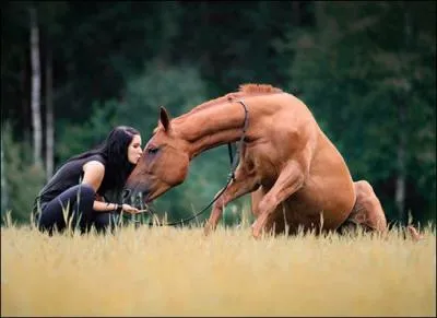L'apprentissage - Les bases d'un bon dressage sont :