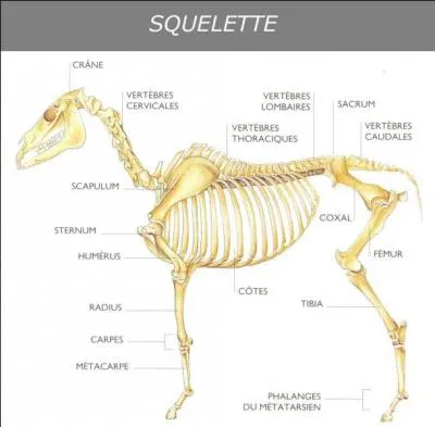 Le squelette - Quel est l'autre nom de la colonne vertébrale ?