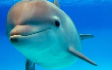Quiz Dauphins