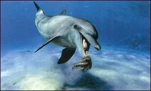 Que mange le dauphin ?