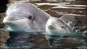 Les dauphins vivent plutôt dans :