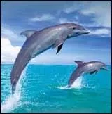 Les dauphins font-ils des oeufs ?
