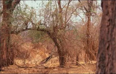 Quel animal de la savane se cache dans cette photo ?