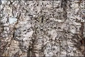 Quel animal se cache ici ?