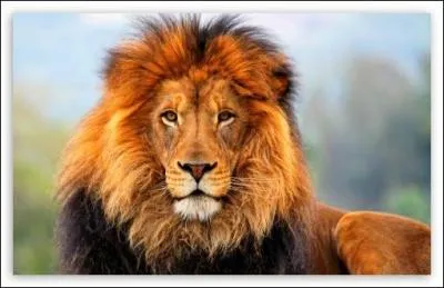 Où vit cet animal ?