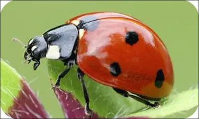 De quoi les coccinelles se nourrissent-elles ?