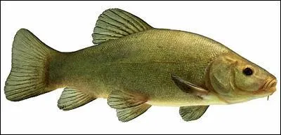 Quel poisson vit dans le fond vaseux des étangs ?