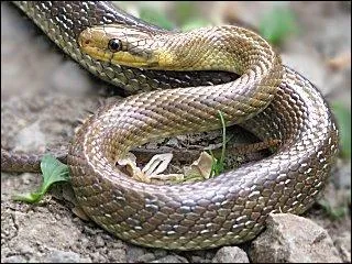 Jusqu'où une couleuvre d'Esculape peut-elle monter ?