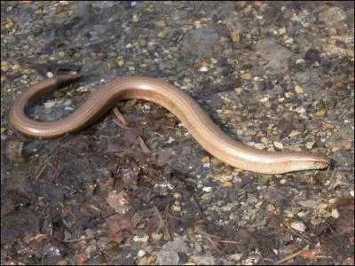 Quel animal est l'orvet commun ?