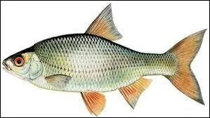 Que mangent les gardons ?