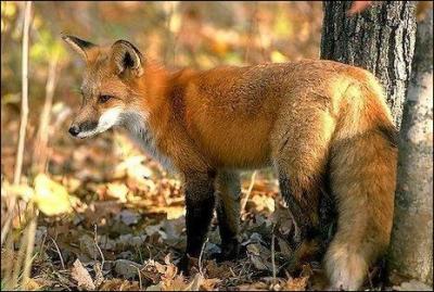 Quel est le nom scientifique du renard roux ?