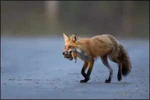 Le renard fait partie de la famille des :