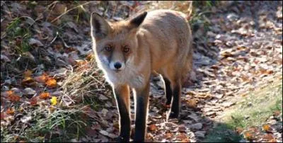 Généralement, combien de temps vit le renard (en liberté) ?