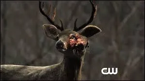 Pourquoi sont-ils ici ?