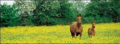 Nourriture - Les équidés sont des ruminants :