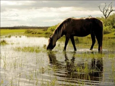 Nourriture - Que veut dire "couper l'eau" ?
