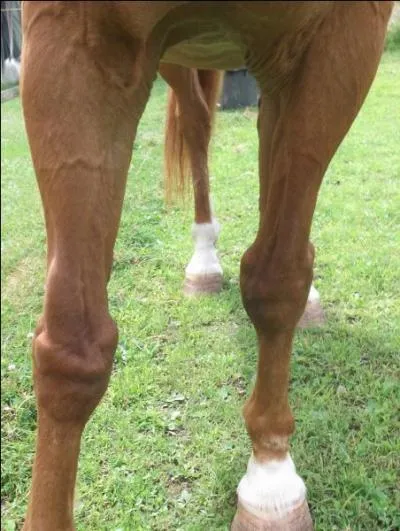 Les membres - Quel est le nom de cette blessure ?