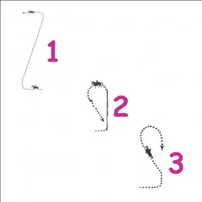 Les figures de manège - Quels sont les noms des figures 3, 1 et 2 ?