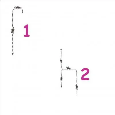 Les figures de manège - Quels sont les noms des figures 1 et 2 ?