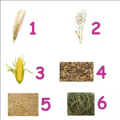 Nourriture - Quels sont ces différents aliments ?